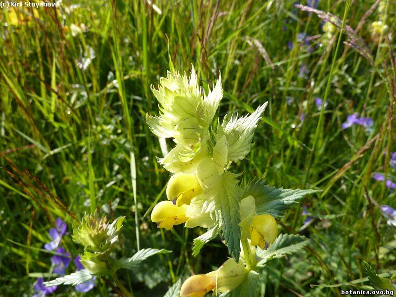 Rhinanthus alpinus