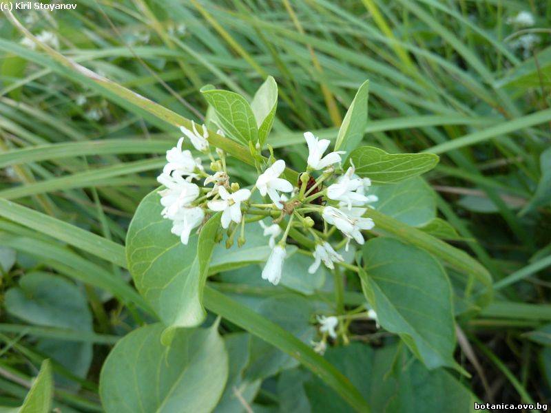 Cionura erecta