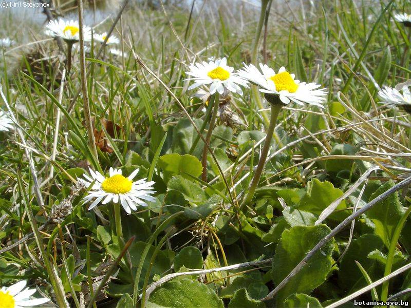 Bellis perennis