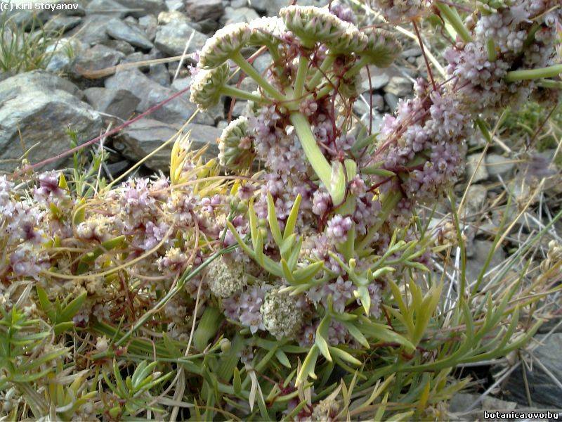 Cuscuta europaea