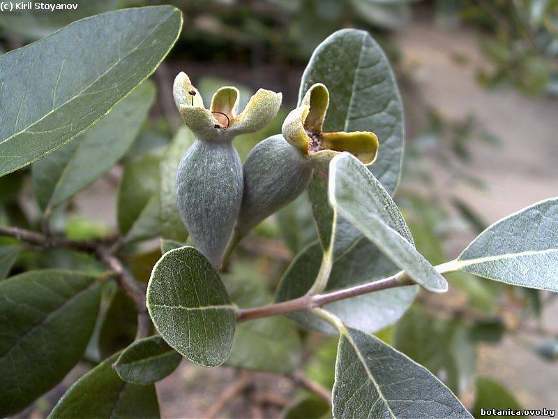 Feijoa sellowiana