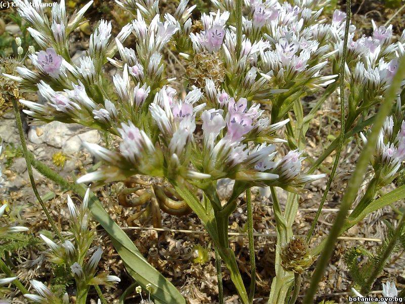 Goniolimon tataricum