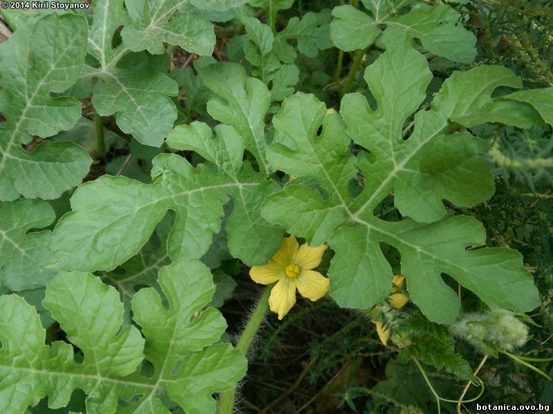 галерия Cucurbitaceae
