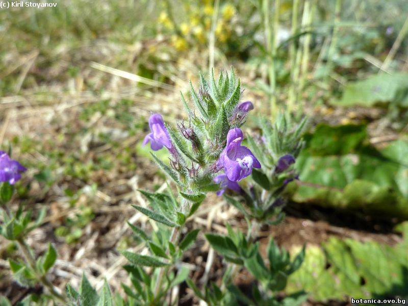 Clinopodium acinos