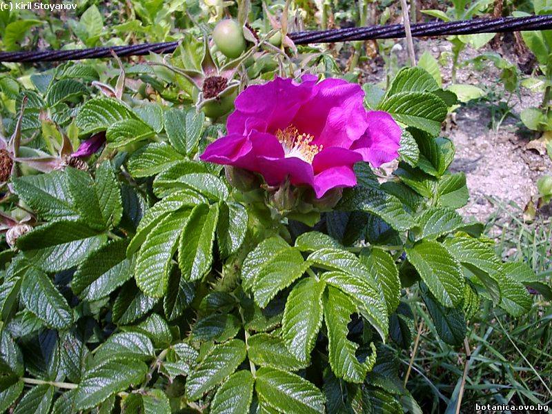 Rosa rugosa