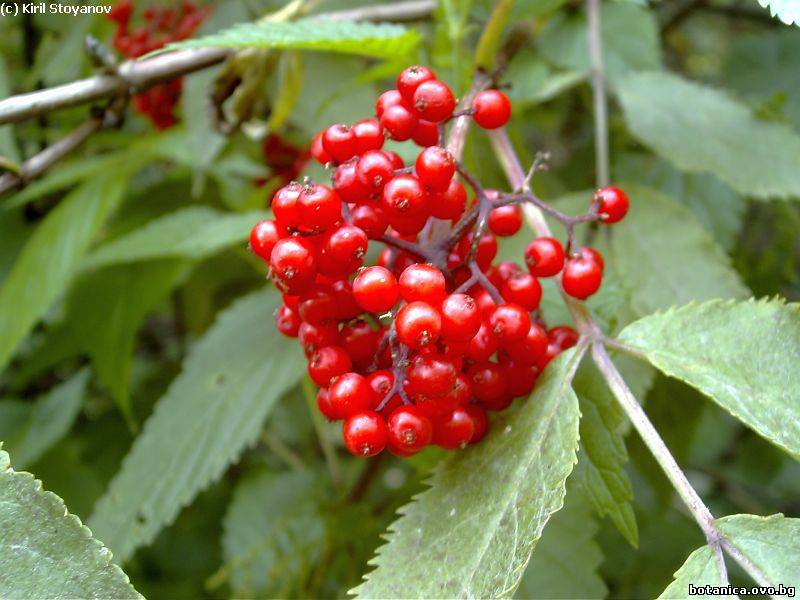 Sambucus racemosa