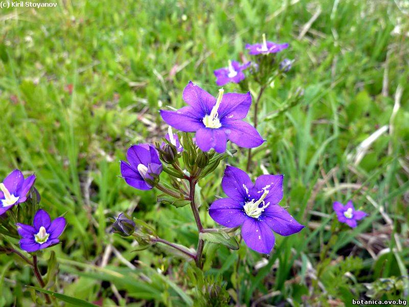 Legouzia pentagonia