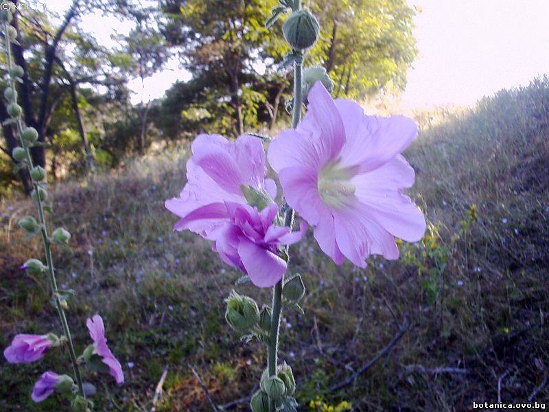 Alcea rosea