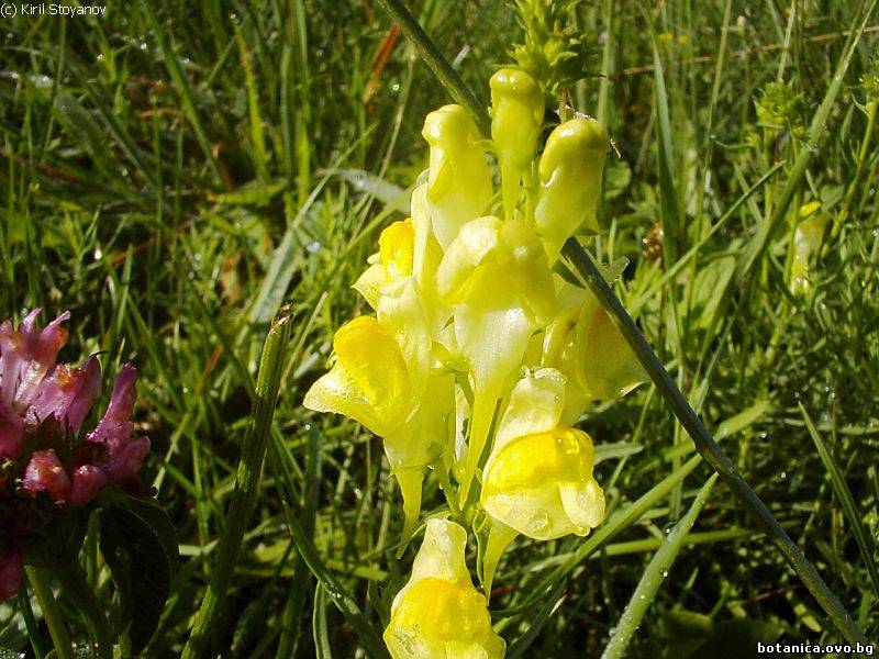 Linaria vulgaris