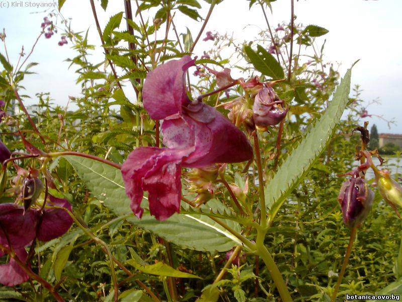 Impatiens glandulifera