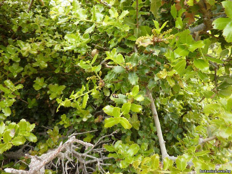 Quercus coccifera