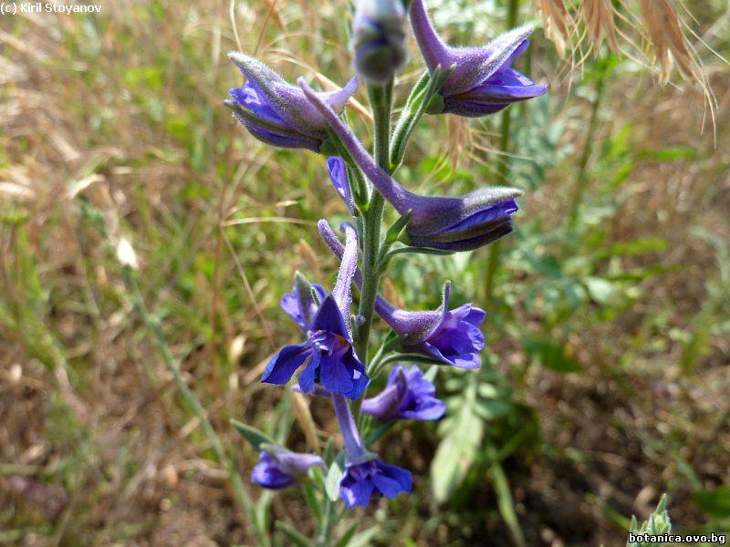Delphinium peregrinum
