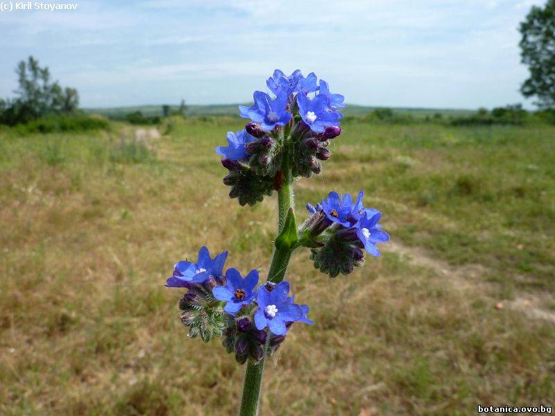 Anchusa procera
