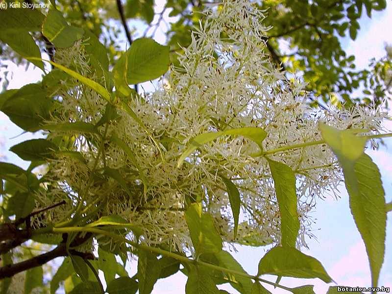 Fraxinus ornus