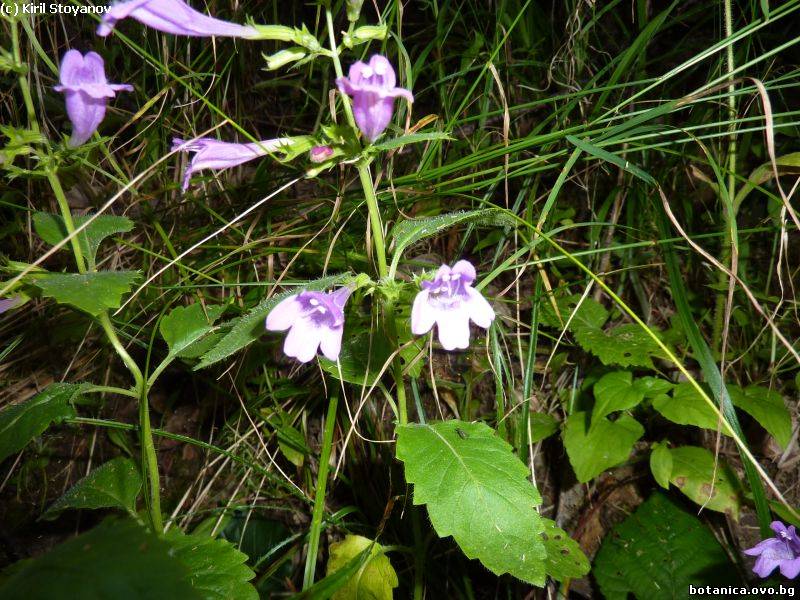 Clinopodium grandiflorum