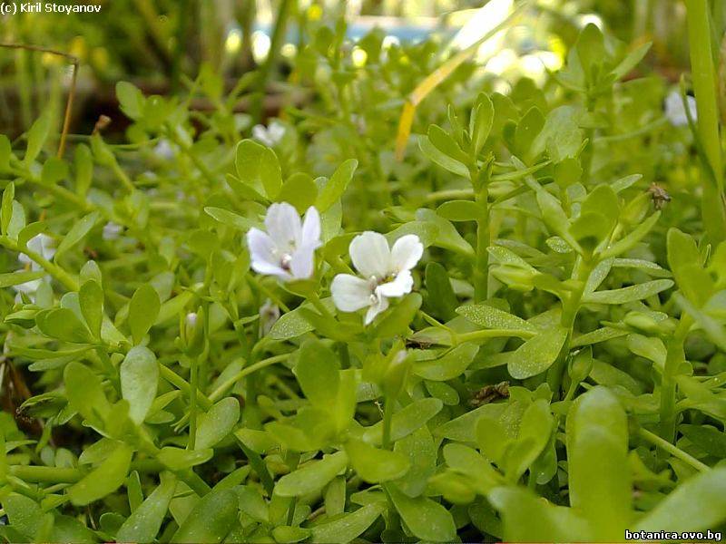 Bacopa amplexicaulis