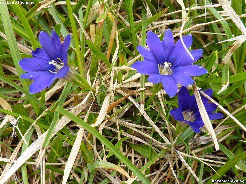 Gentiana pyrenaica