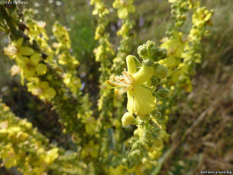 Verbascum densiflorum