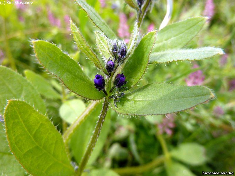 Asperugo procumbens