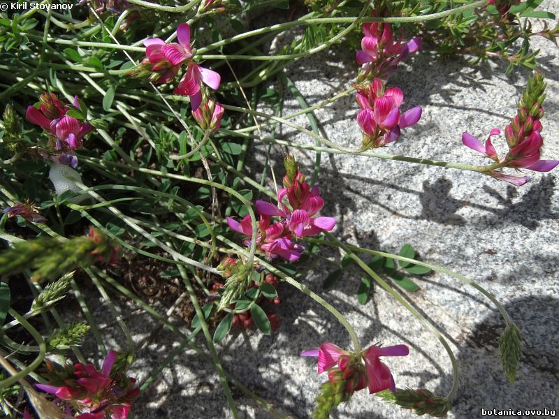 Onobrychis montana