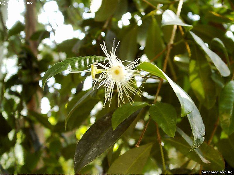 Syzygium paniculatum