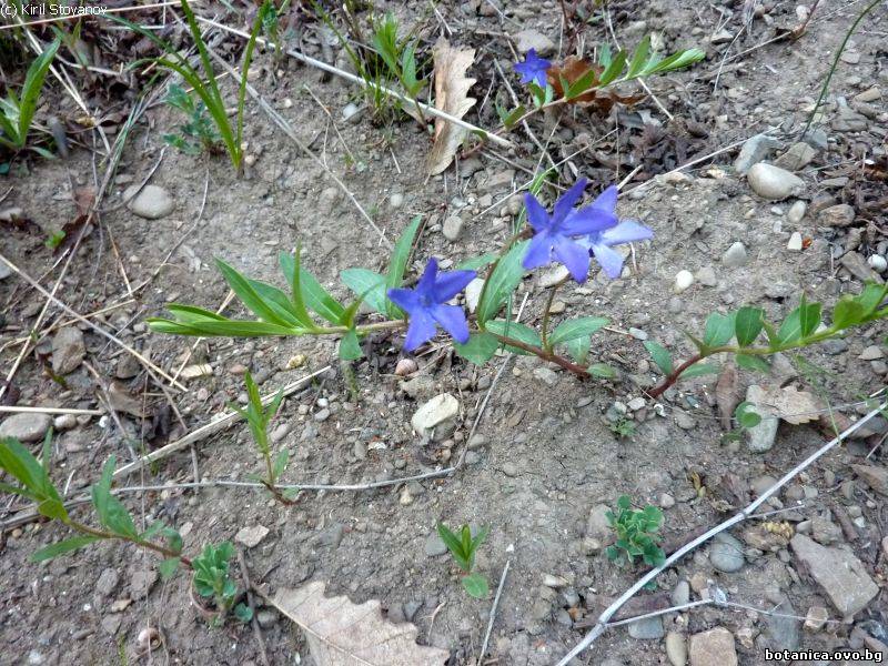 Vinca herbacea