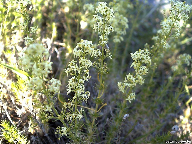 Galium album