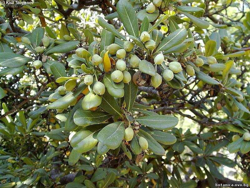 Pittosporum crassifolium