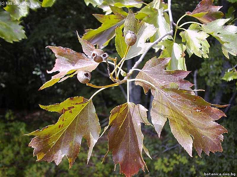 Sorbus torminalis