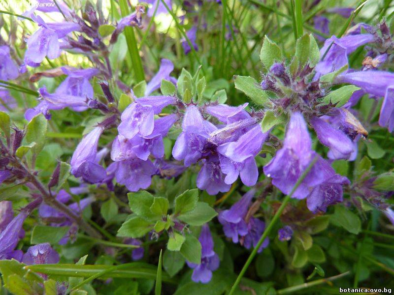Clinopodium alpinum