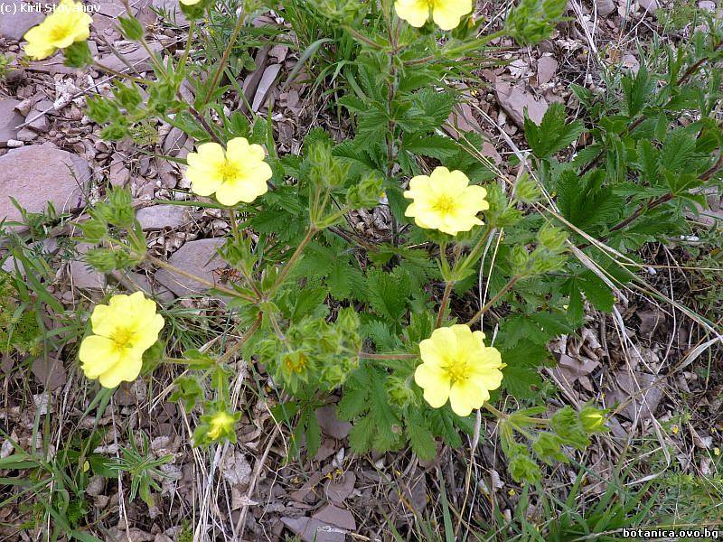 Potentilla astracanica