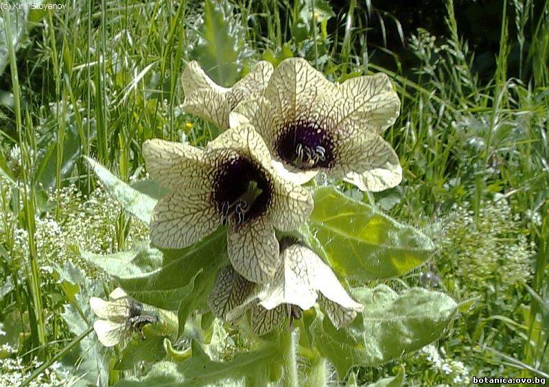 Hyoscyamus niger