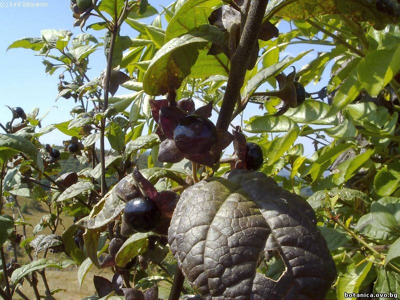 Atropa bella-donna