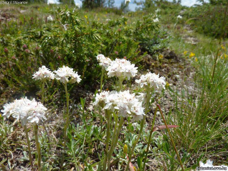 Antennaria dioica