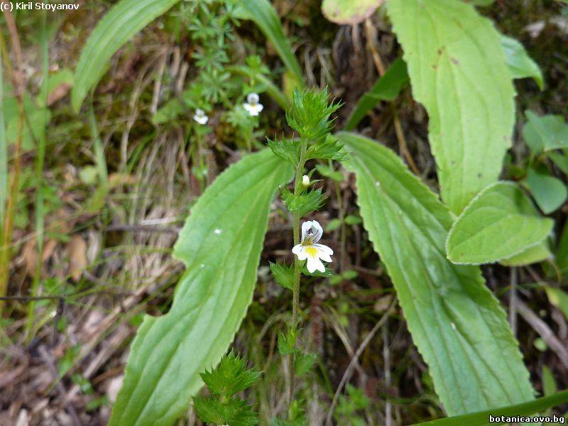 Euphrasia stricta
