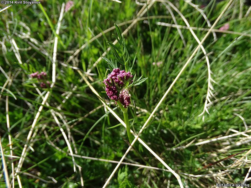 Ligusticum mutellina