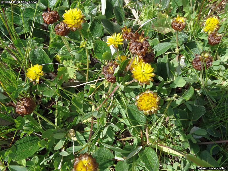 Trifolium badium