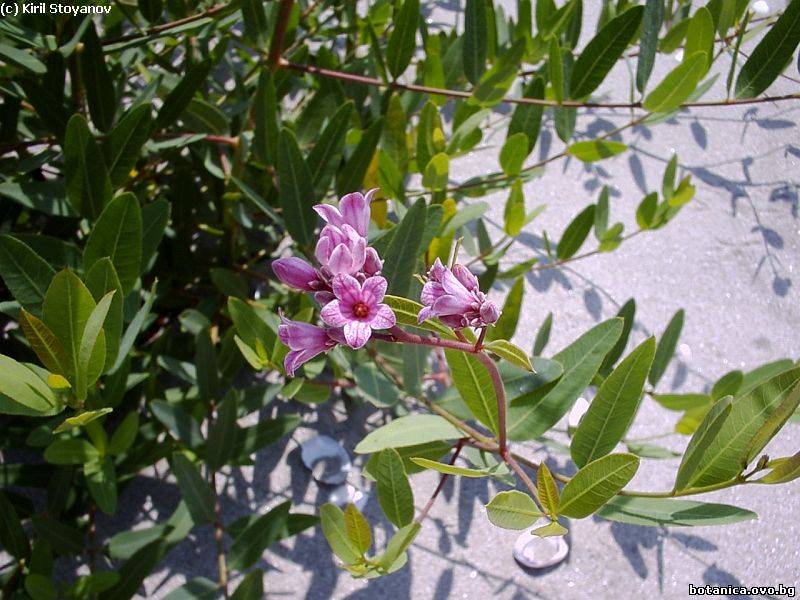 Apocynum venetum