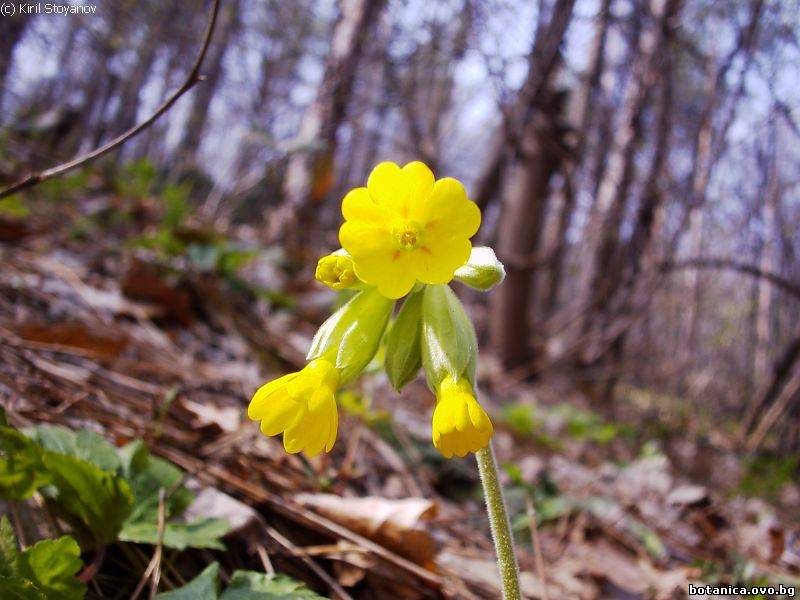 Primula veris