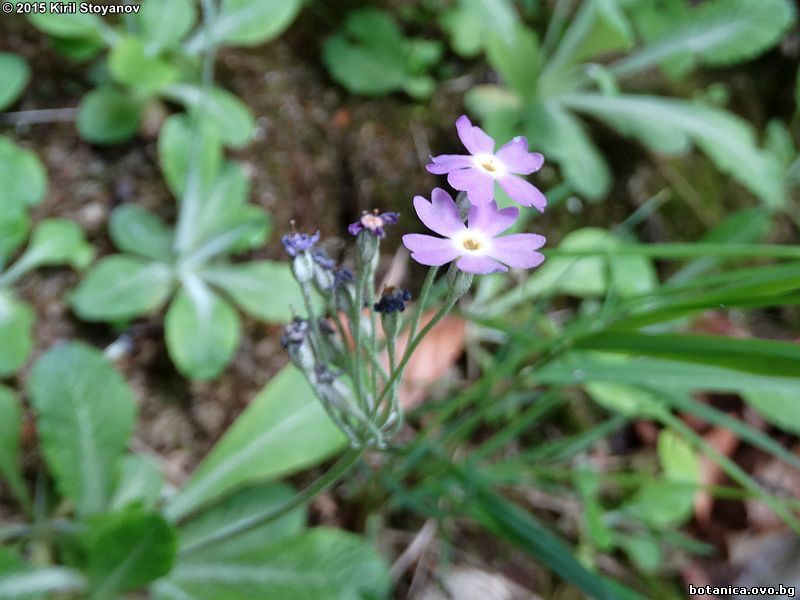 Primula frondosa