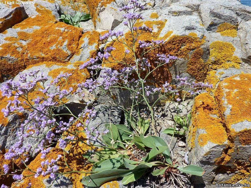 Limonium serotinum
