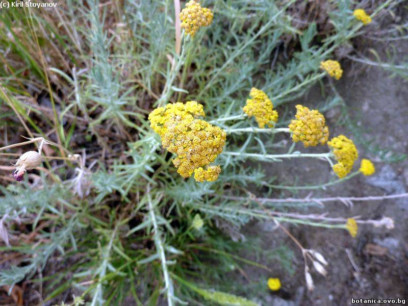 Achillea pseudopectinata