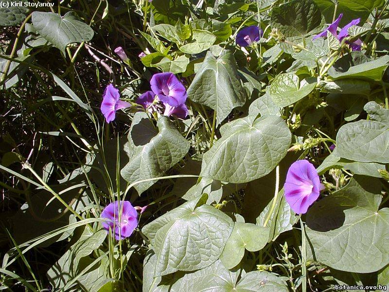 Ipomoea purpurea
