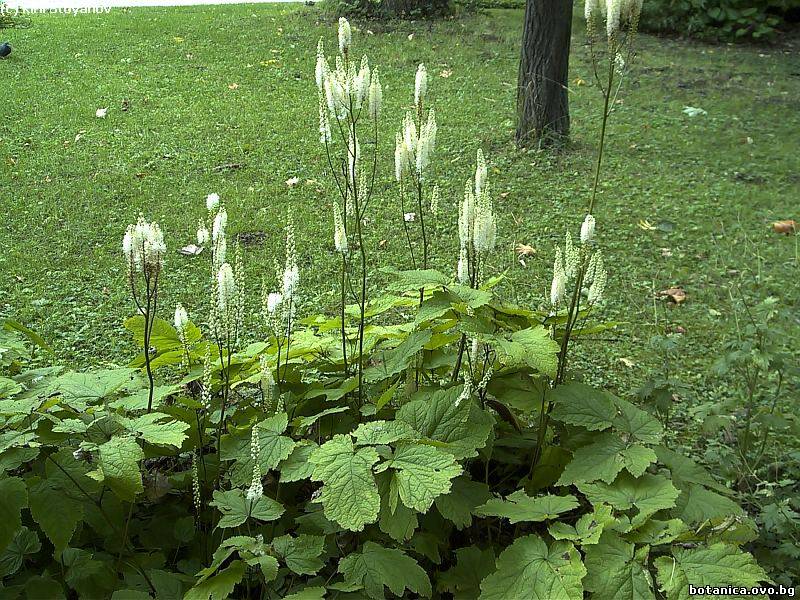 Cimicifuga japonica