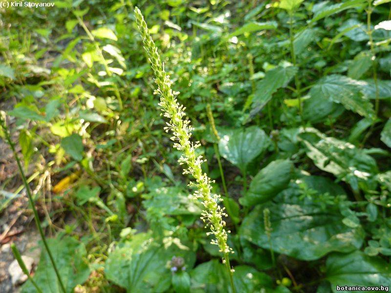 Plantago major