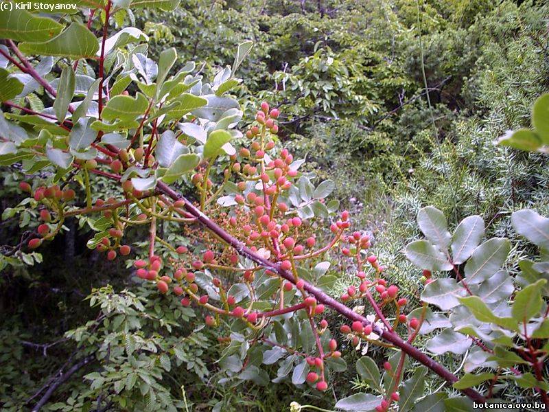 Pistacia terebinthus