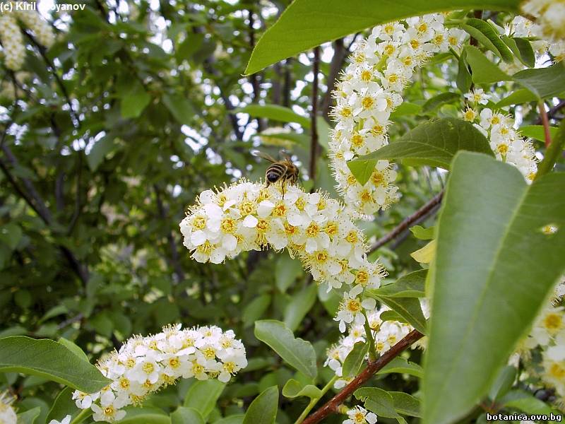 Prunus virginiana