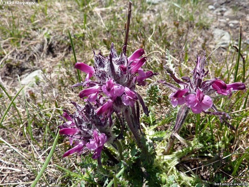 Pedicularis orthantha