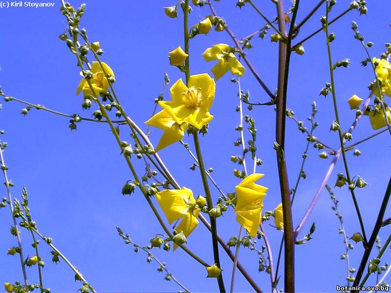 Verbascum nobile