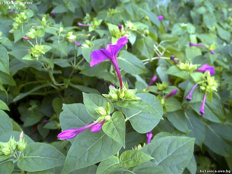 Mirabilis jalapa